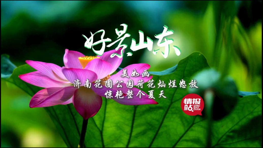 果然视频·好景山东|济南花圃公园荷花灿烂怒放，惊艳整个夏天！