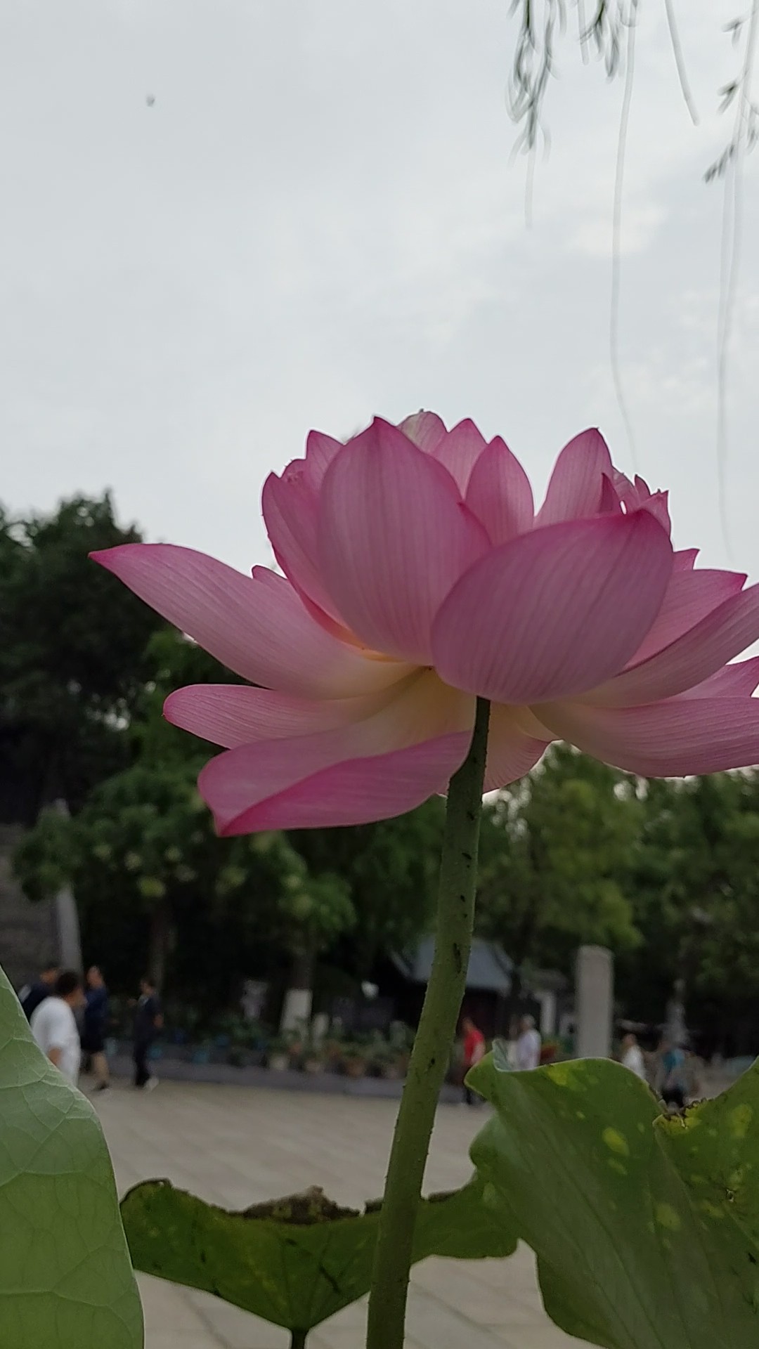 【2025※201】→荷花仙子
微风动，花影碎难收。
