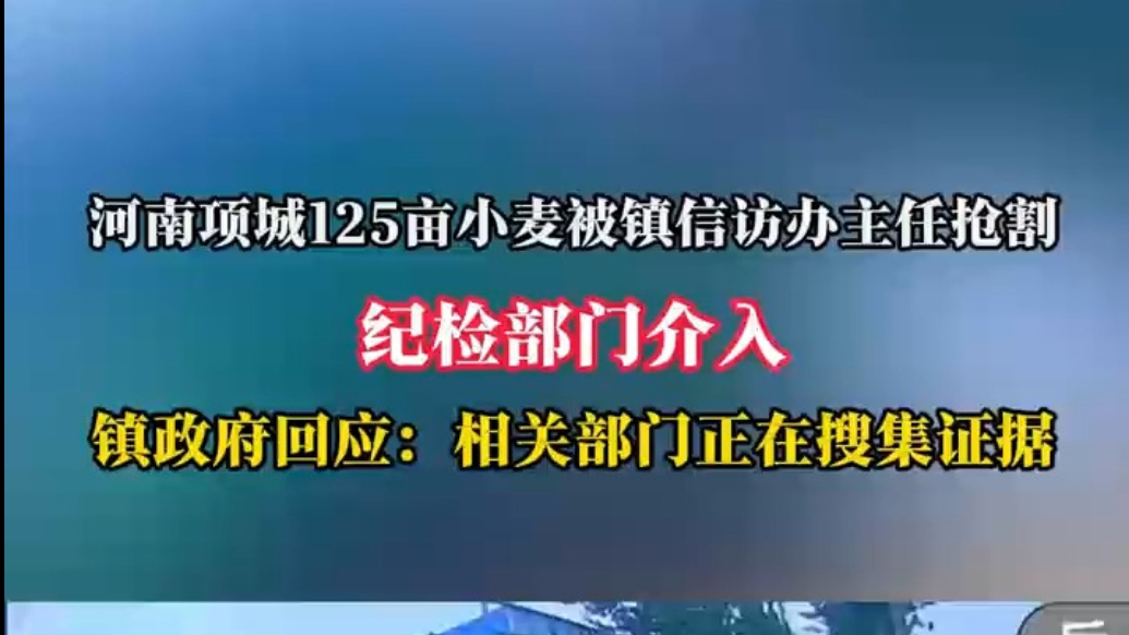 果然视频丨镇政府回应125亩小麦被镇信访办主任抢割：正在调查