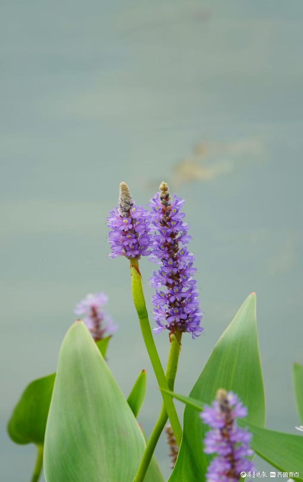 蓝花亭亭梭鱼草