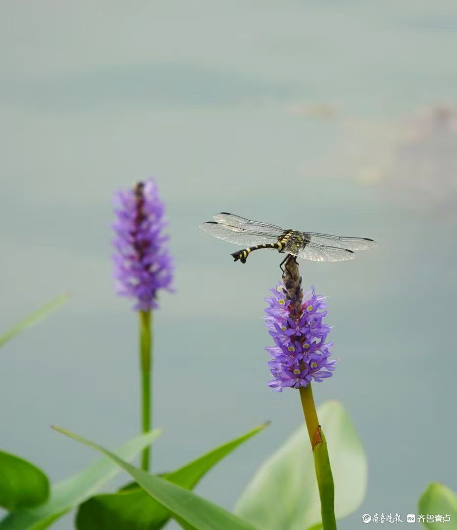 蓝花亭亭梭鱼草