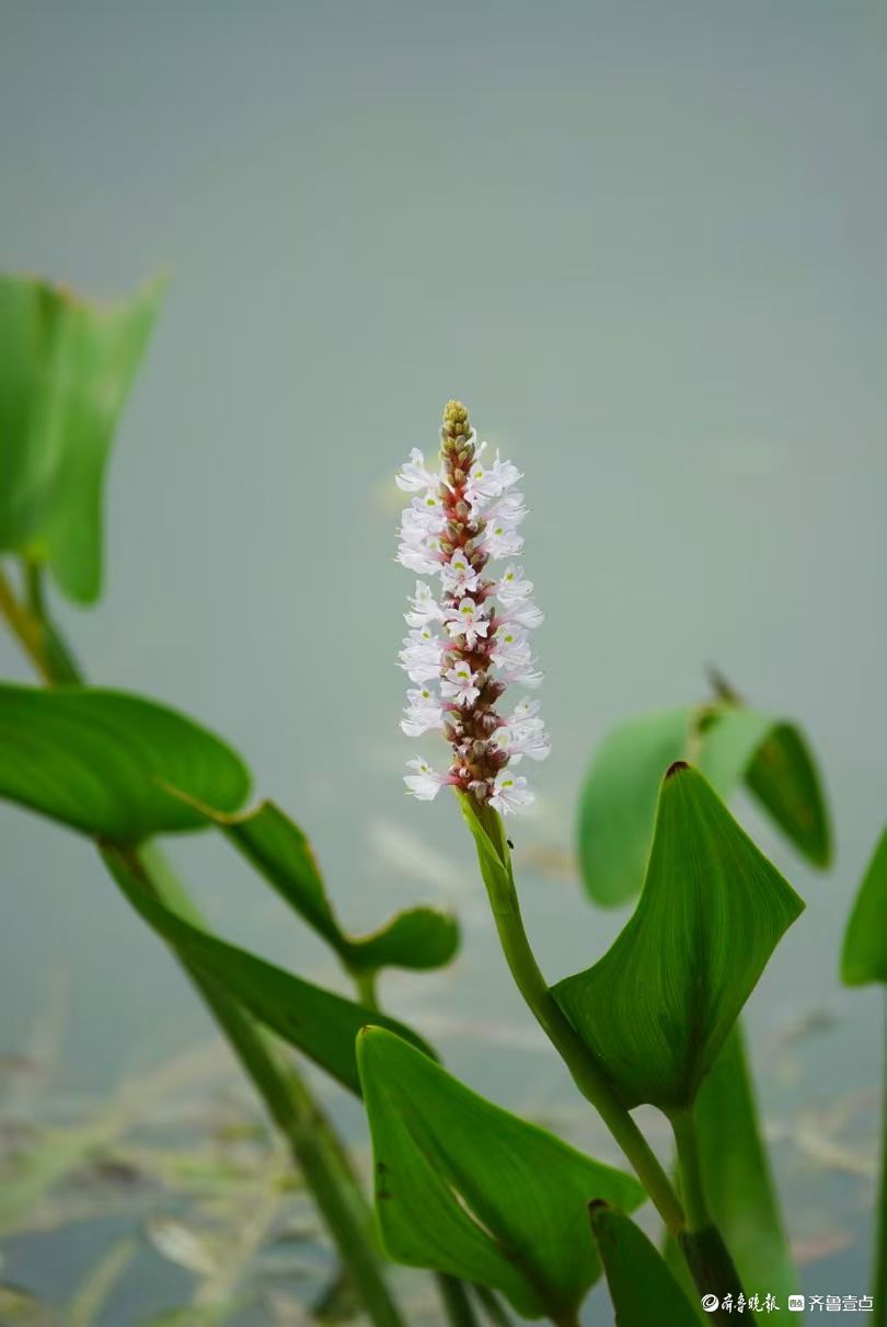 蓝花亭亭梭鱼草