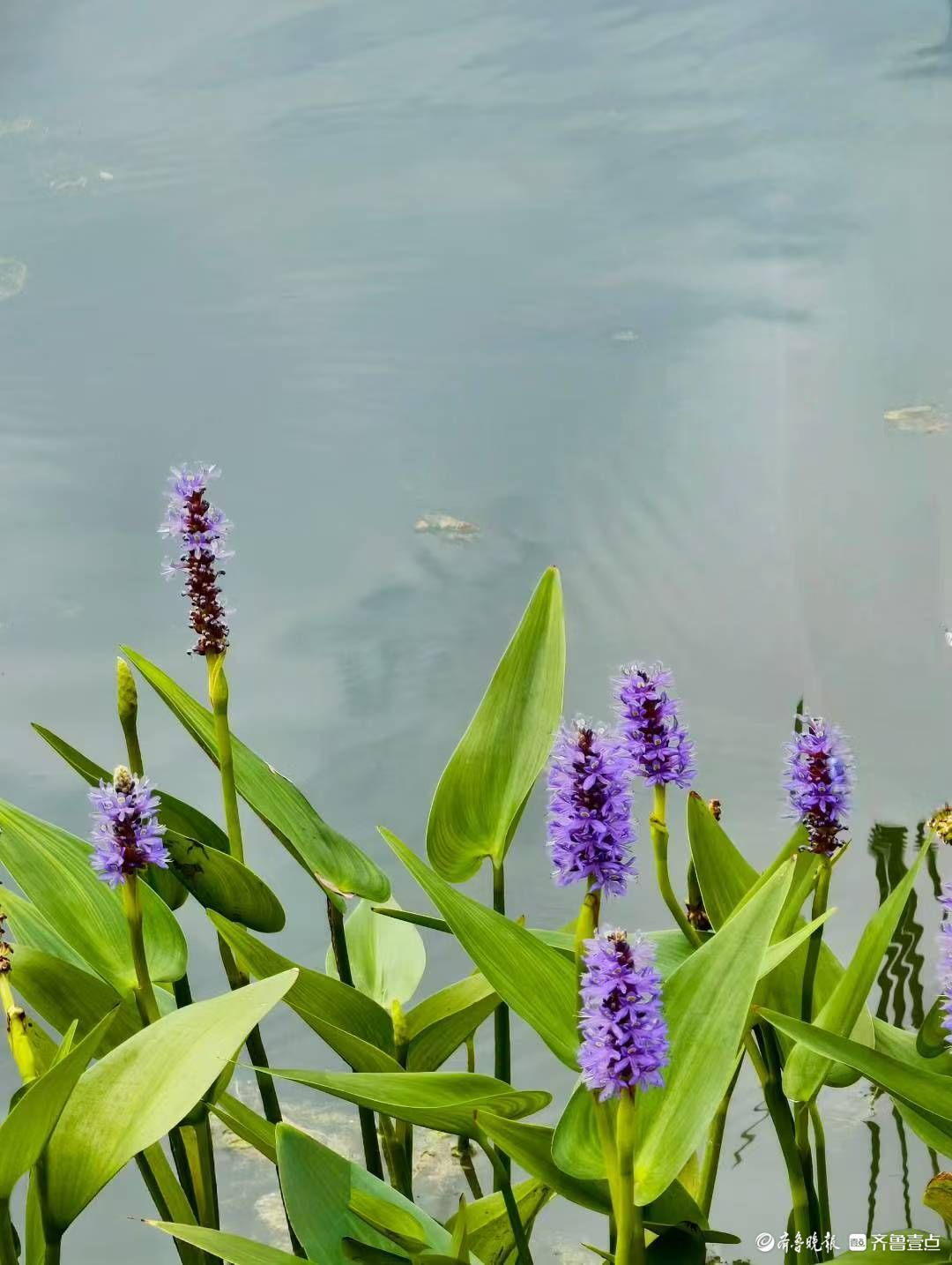 蓝花亭亭梭鱼草