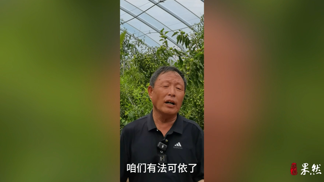 人大履职创新｜为冬枣立法，助推冬枣提质枣农增收产业增效