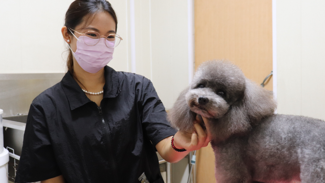 果然视频｜00后宠物美容师的日常：照顾400多只“毛孩子”