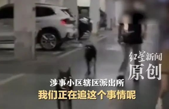 小区杜宾犬未拴绳起冲突，“登门道歉”本不该发生