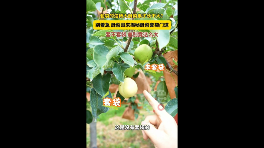 套袋的淄博大酥梨果子长不大？别着急，酥梨哥来揭秘酥梨套袋门道