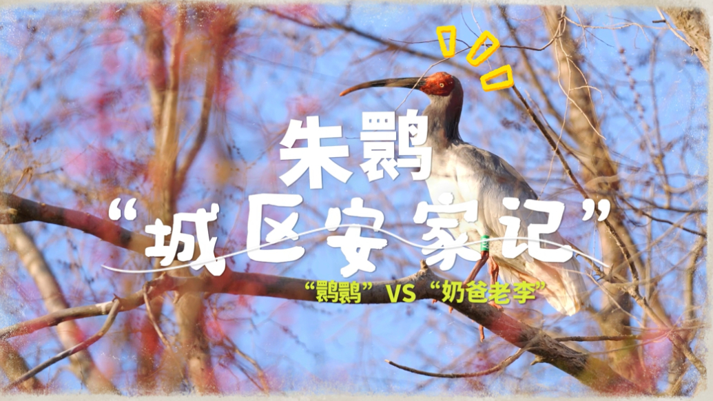 探秘多样生物|没想到吧？“国宝”鹮鹮把家安在这！