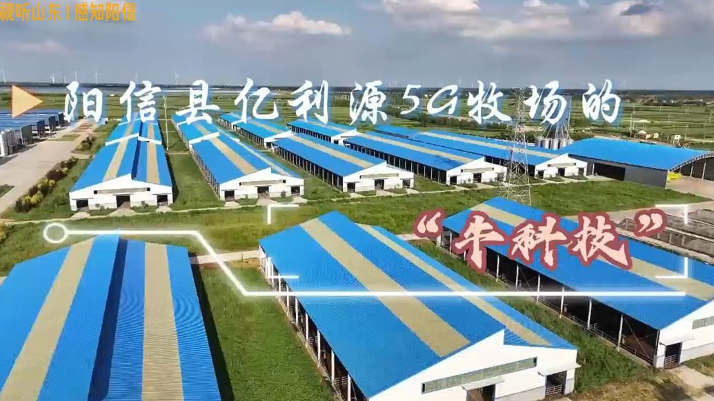 阳信县5G牧场的“牛科技”