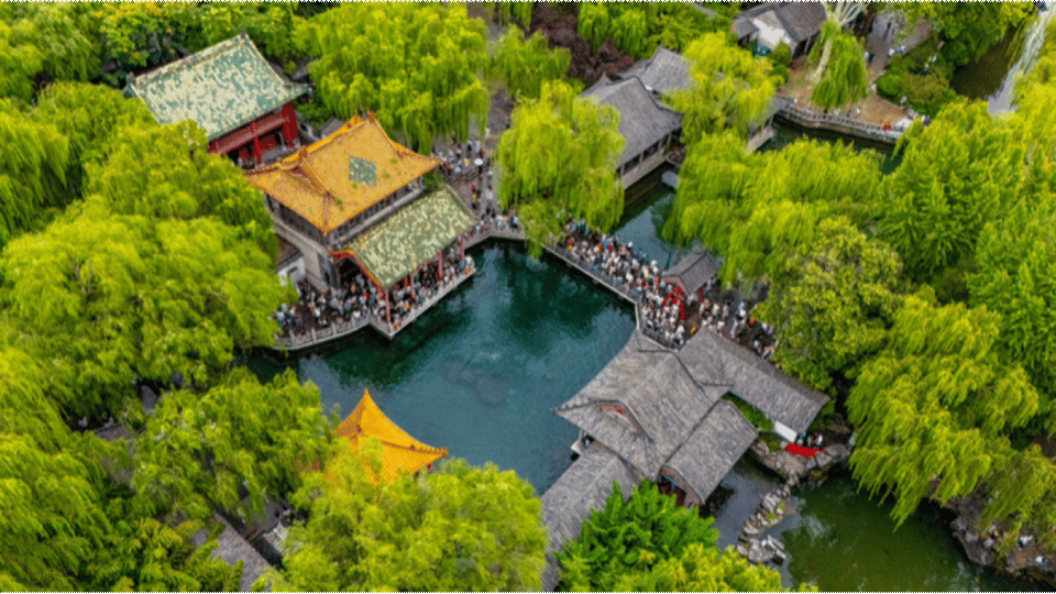 7月23日最佳情报|济南趵突泉绿意盈眸，泰安并蒂莲含苞待放