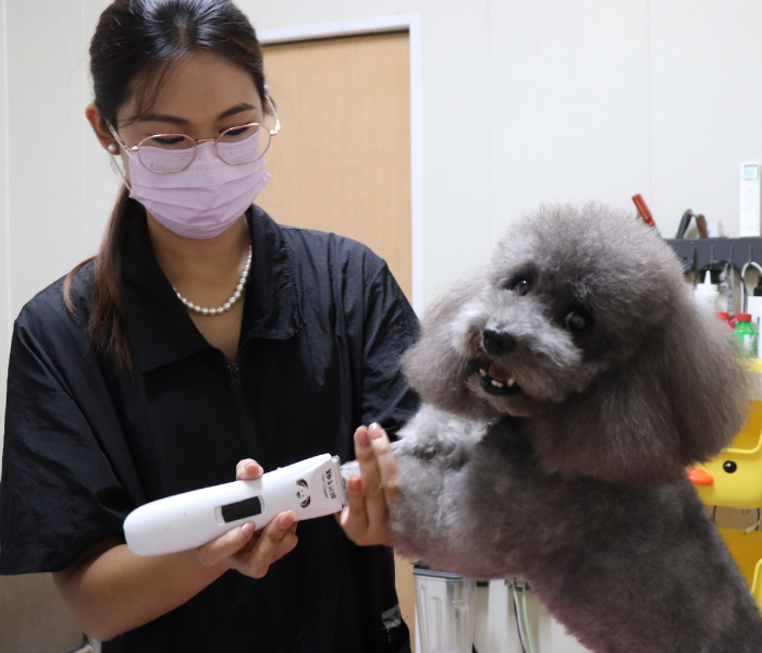 在山东潍坊的一所职业院校里，学生上课时怀里可能抱着一只小猫，手里握着听诊器练习心肺听诊。这个场景发生在山东畜牧兽医职业学院，一个将“撸猫撸狗”融入课堂的另类专业。随着我国宠物数量突破两亿只，宠物医生缺口达两万人，这个曾被误解为“养猪羊牛”的专业，如今已成为专科院校里的热门选择。