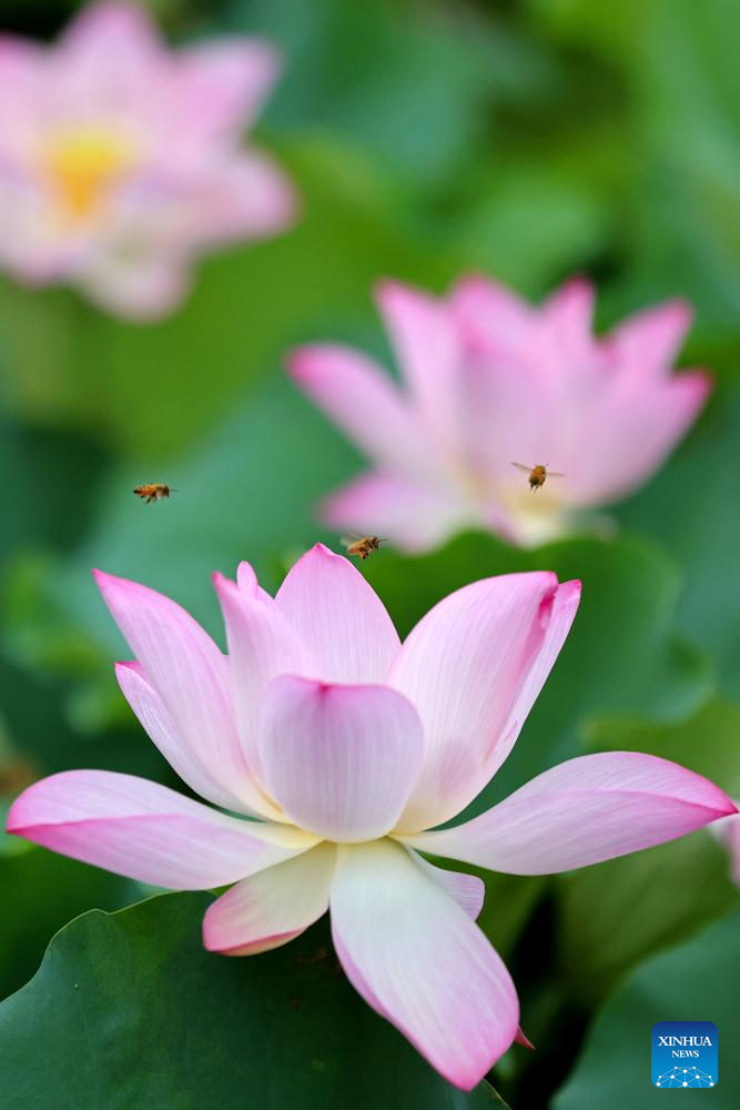 Lotus flowers in full bloom across China