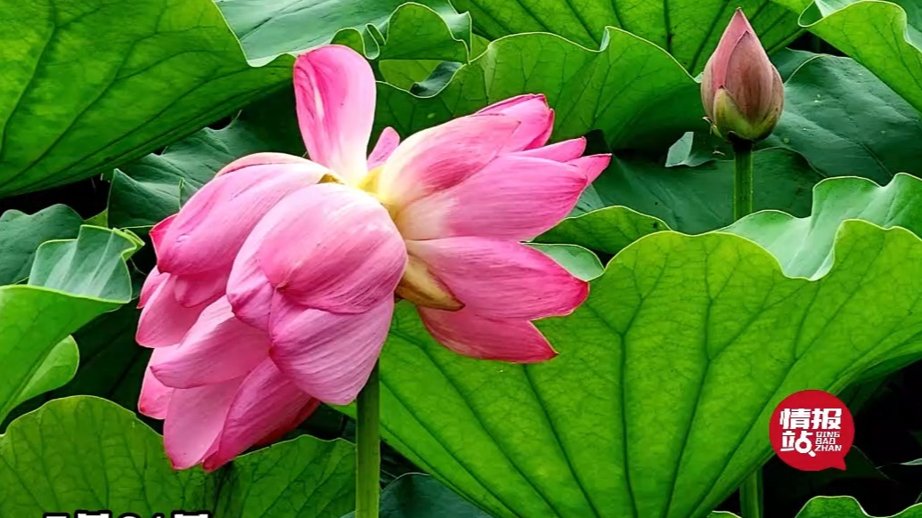 情报站|奇妙夏日邂逅！泰安龙泽湖并蒂莲亮相，亭亭玉立依偎盛开