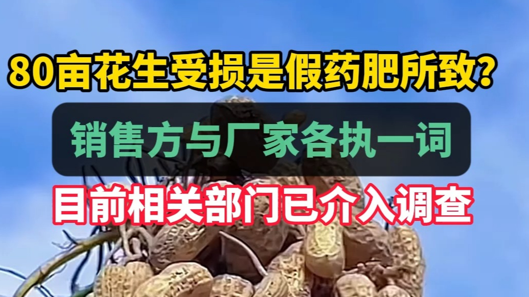 果然视频|80亩花生受损是假药肥所致？销售方与厂家各执一词