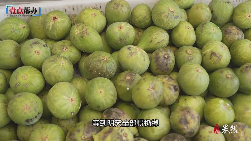 壹点帮办|威海邵家庄村六百亩无花果滞销，数万斤鲜果盼“出村”