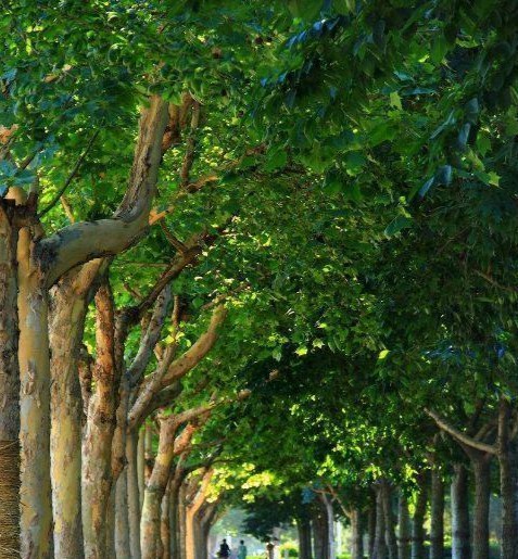 非虚构写作|法桐老街