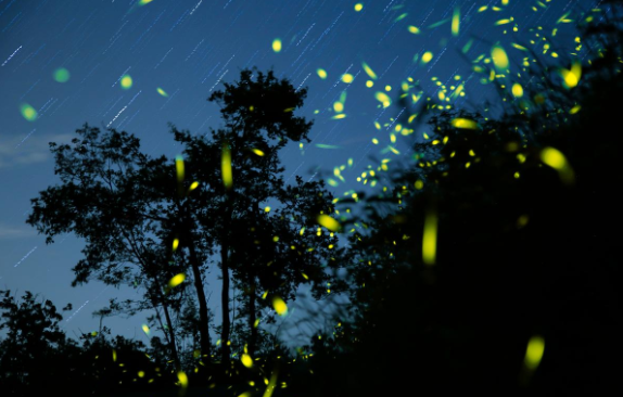 非虚构写作|夏夜童心