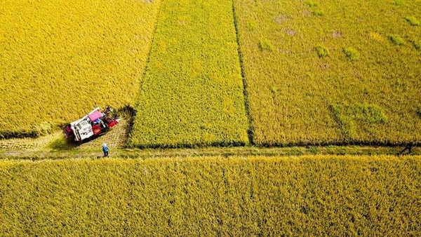 Shandong becomes pioneer in reducing grain waste