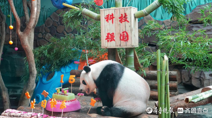 果然视频｜济南野生动物世界的熊猫“二喜”15岁啦