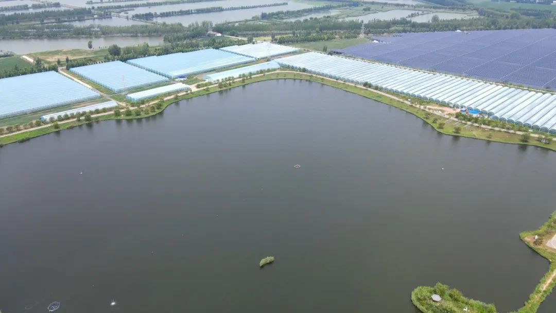 太白湖新区石桥镇百亩阳光玫瑰葡萄8月底甜蜜上市