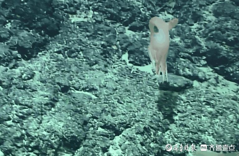 “飞天”游入深海！中国科学家发现罕见深海章鱼新物种飞天烟灰蛸