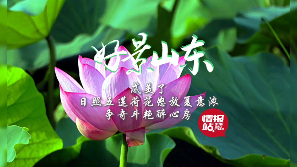 果然视频·好景山东|日照五莲荷花怒放夏意浓，争奇斗艳醉心房
