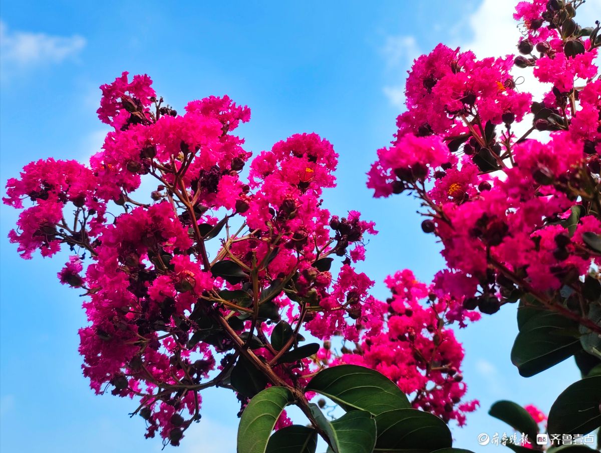不畏酷暑花盛开，蓝天映照别样美