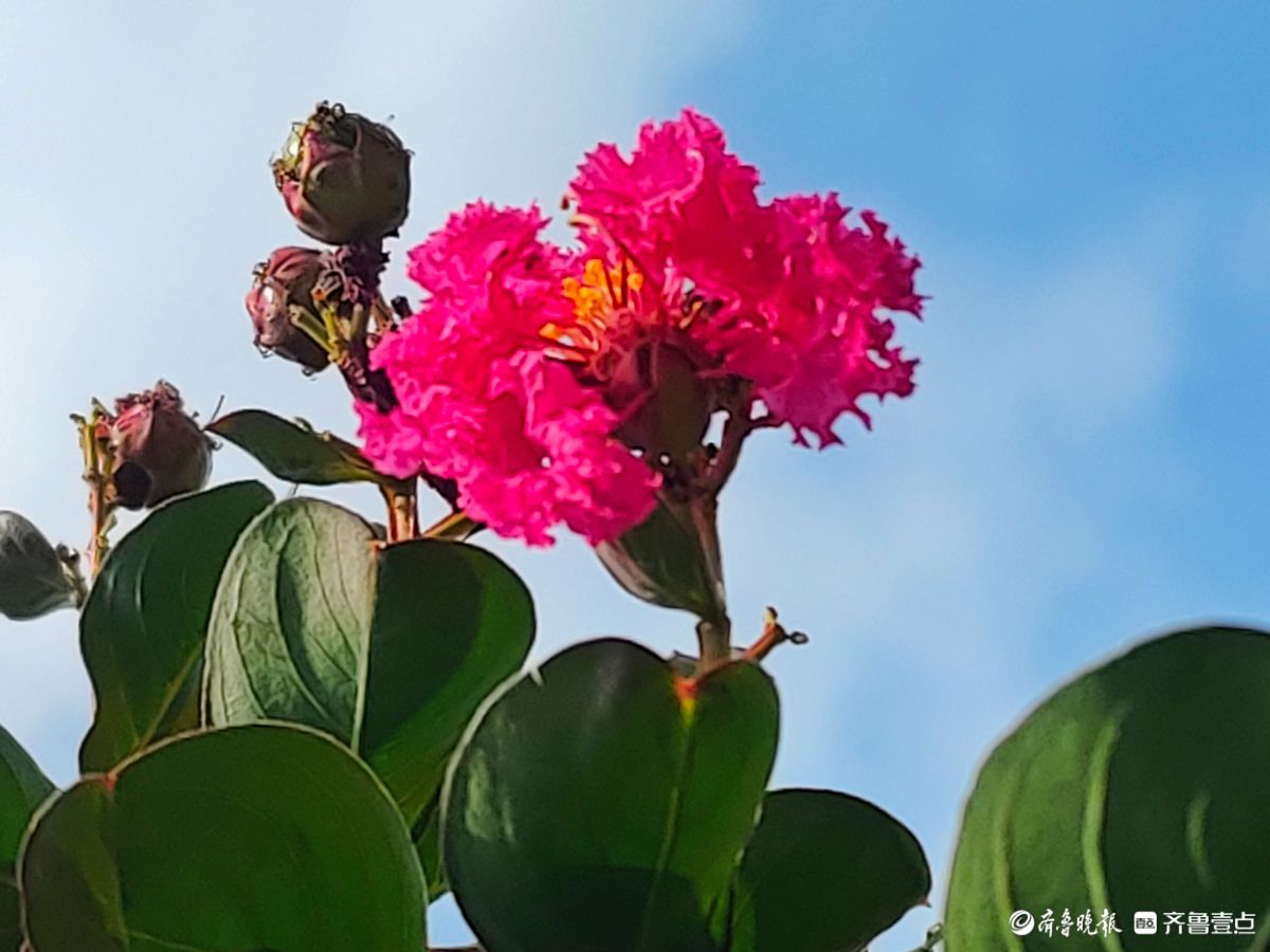 不畏酷暑花盛开，蓝天映照别样美