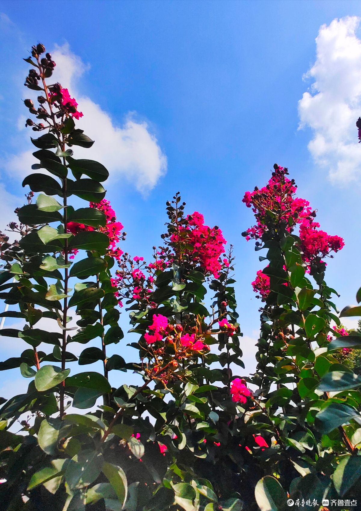 不畏酷暑花盛开，蓝天映照别样美