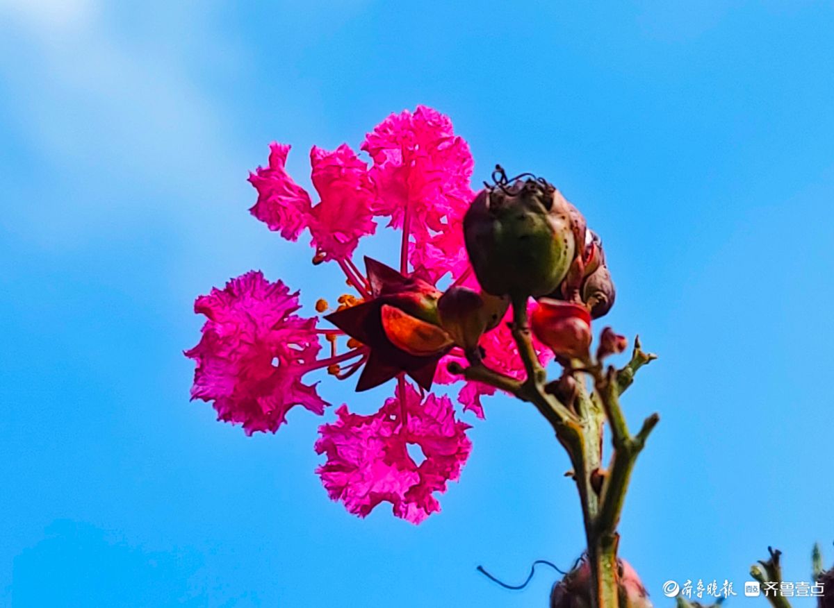 不畏酷暑花盛开，蓝天映照别样美