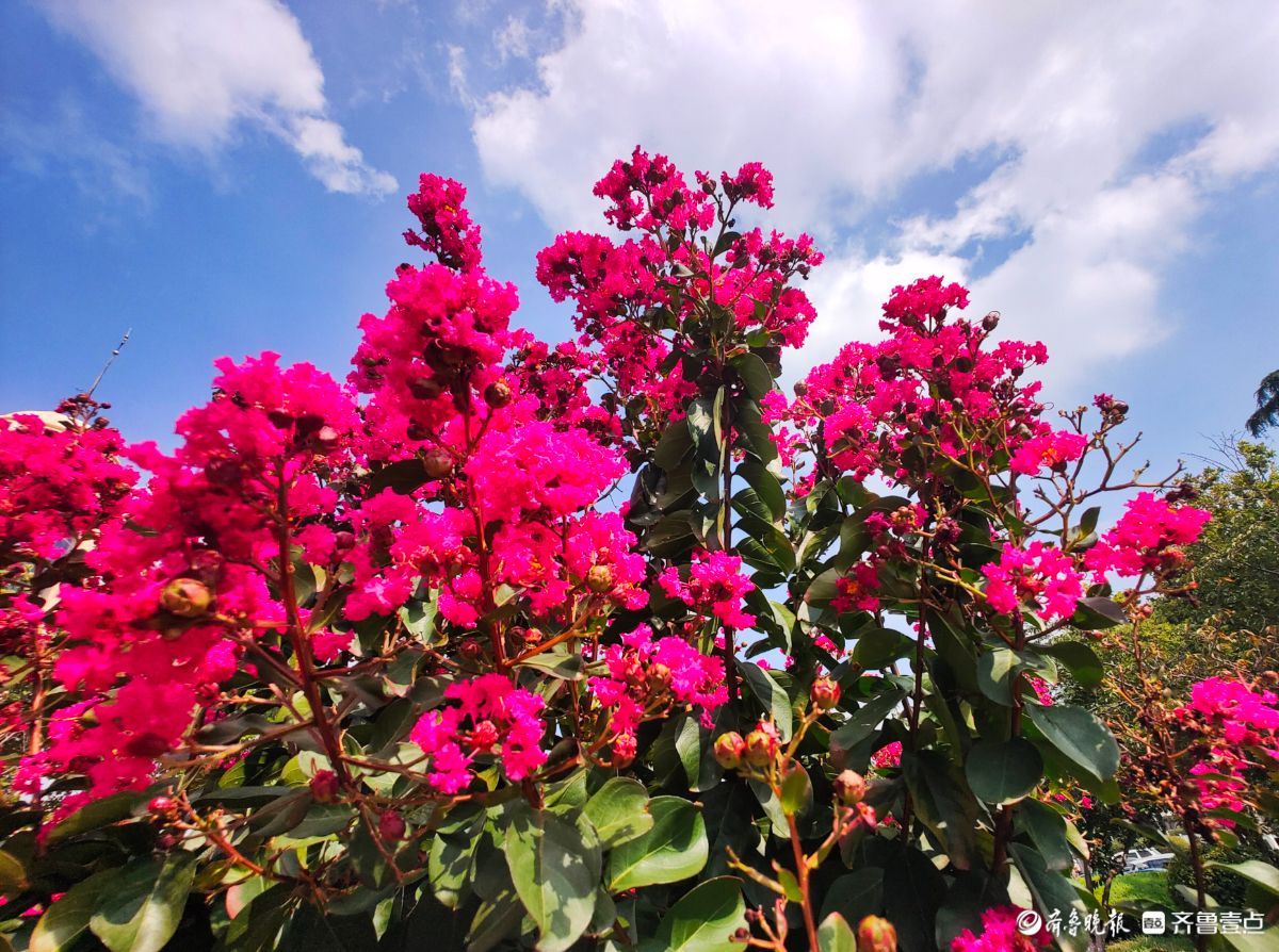 不畏酷暑花盛开，蓝天映照别样美
