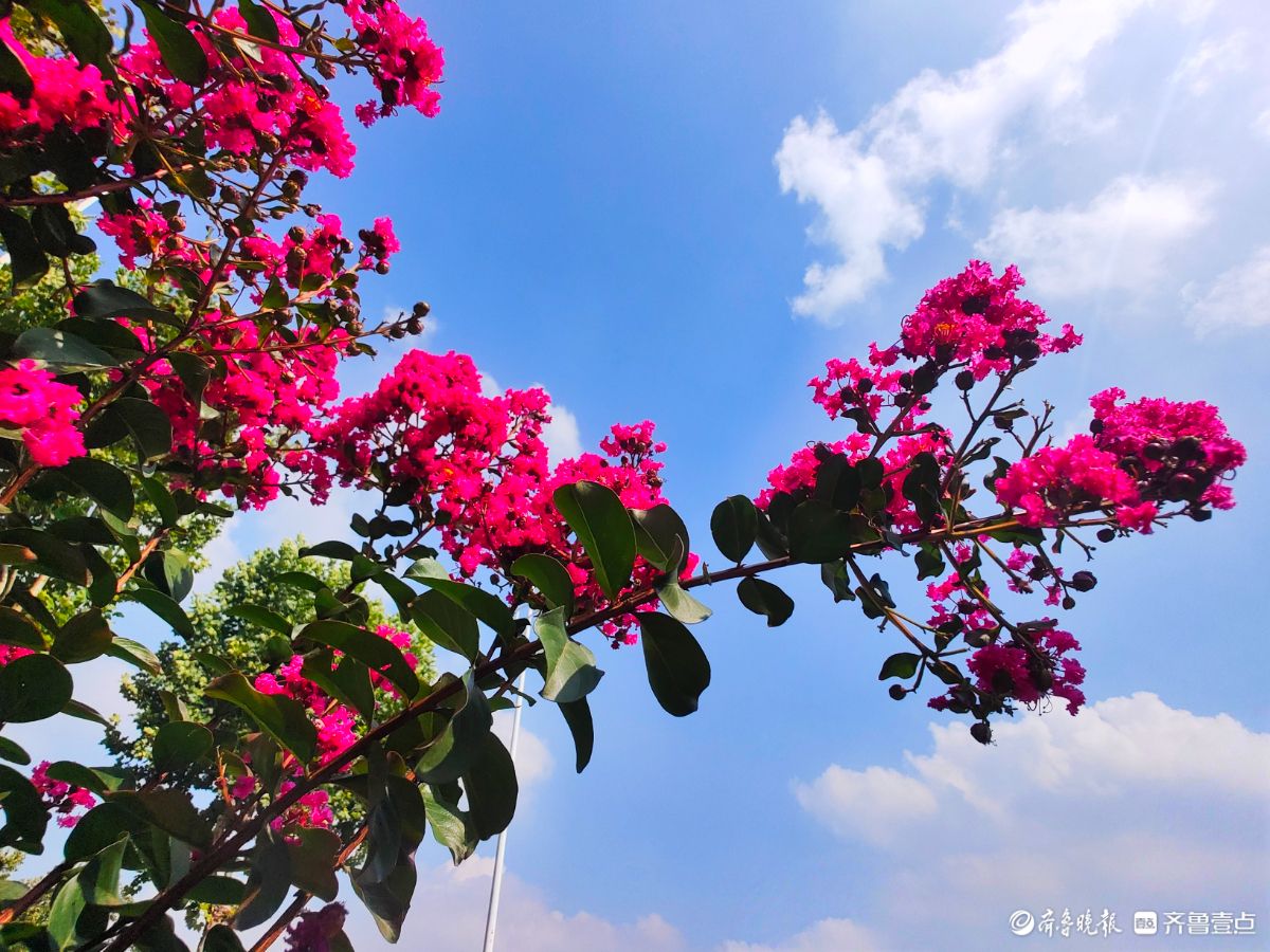不畏酷暑花盛开，蓝天映照别样美