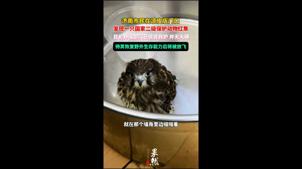 果然视频｜市民发现一只受伤红隼，济南野保部门已收容救护