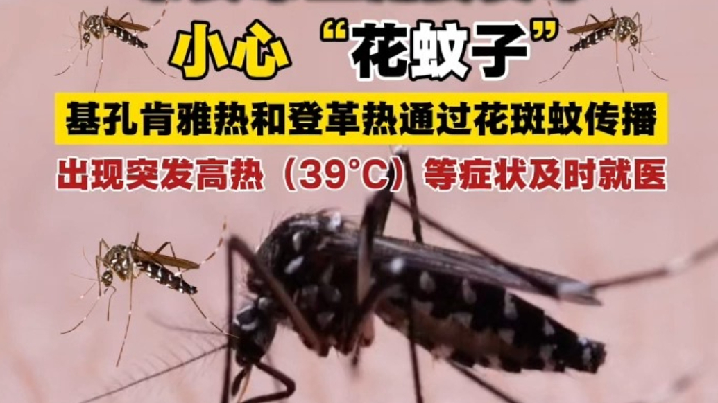 果然视频丨泰安市卫健委发布：小心“花蚊子”