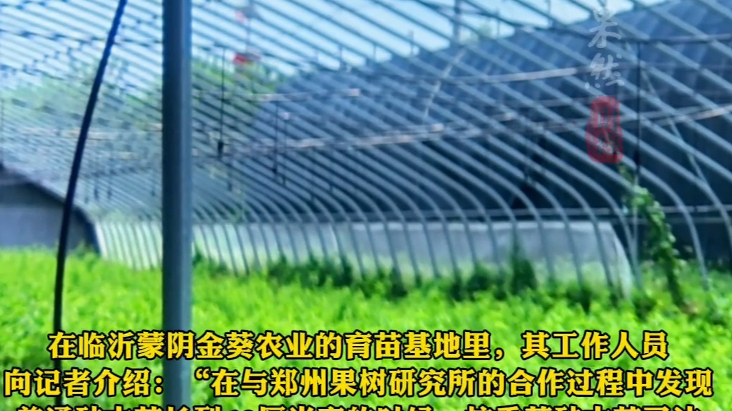 果然财经｜亩产提升20%，抗重茬砧木苗“重塑”桃树生长