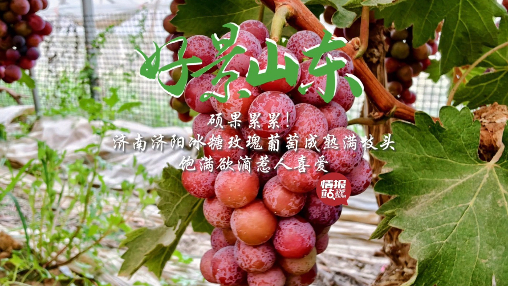 果然视频·好景山东|济南济阳葡萄收获满枝头，饱满欲滴惹人喜爱
