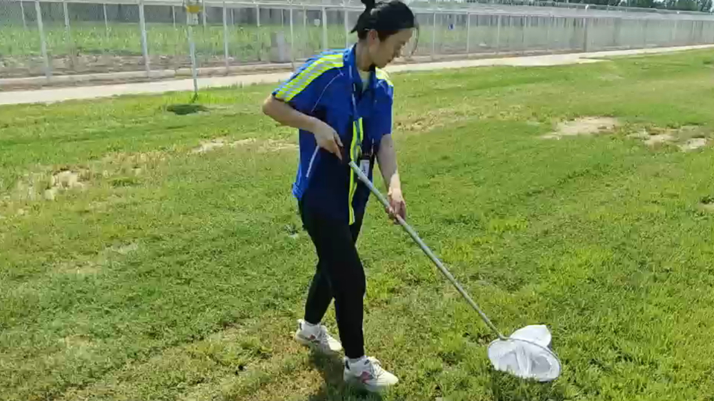 果然视频｜济南机场鸟情调研员张冬梅：每天与虫草小鸟打交道