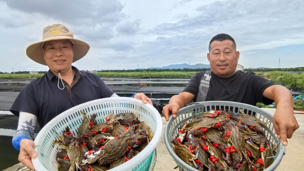 果然视频丨青岛本地梭子蟹“抢鲜”上岸，田横镇万亩蟹田收获