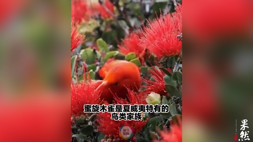 果然视频·看天下|夏威夷人为空投数万只蚊子，究竟为什么