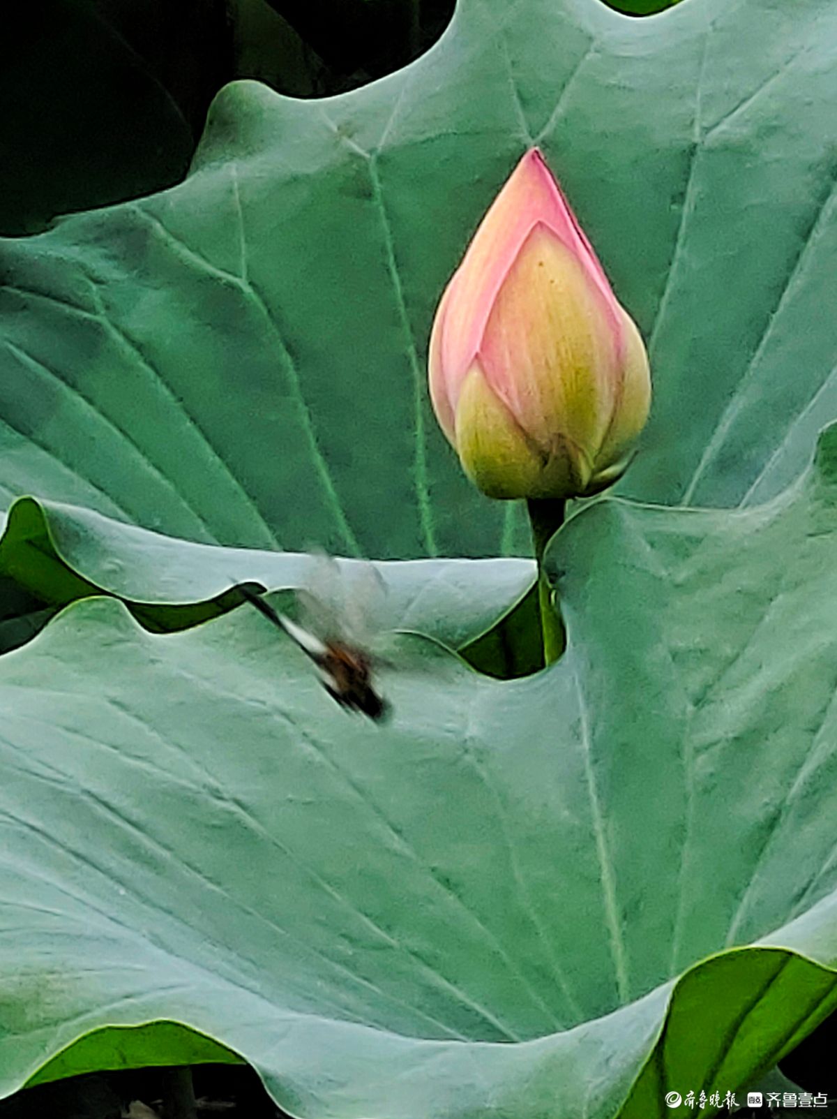 四季湖荷花盛开，千姿百态醉游人