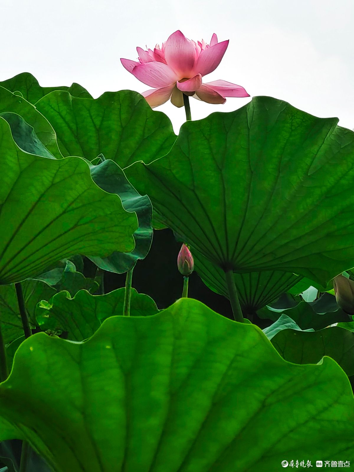 四季湖荷花盛开，千姿百态醉游人