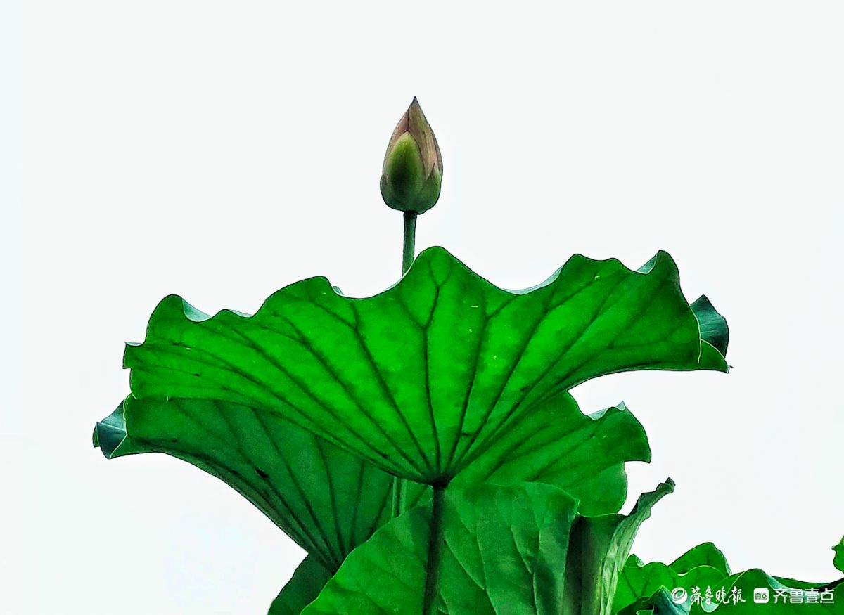 四季湖荷花盛开，千姿百态醉游人