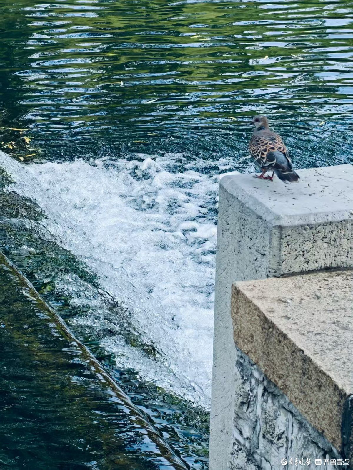 济南黑虎泉畔，夏日清凉感十足