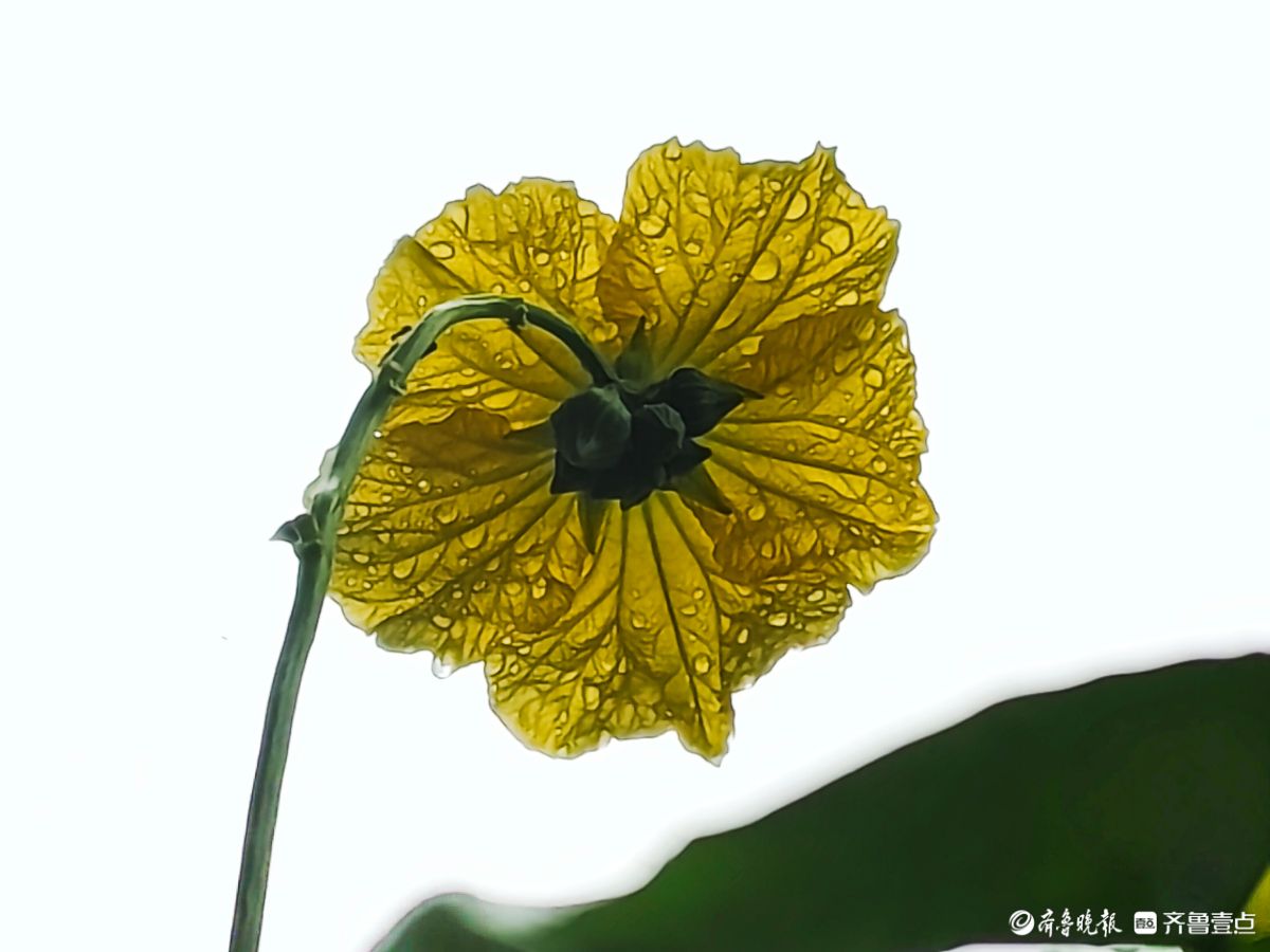 大雨过后的丝瓜花，金色花朵愈发靓丽