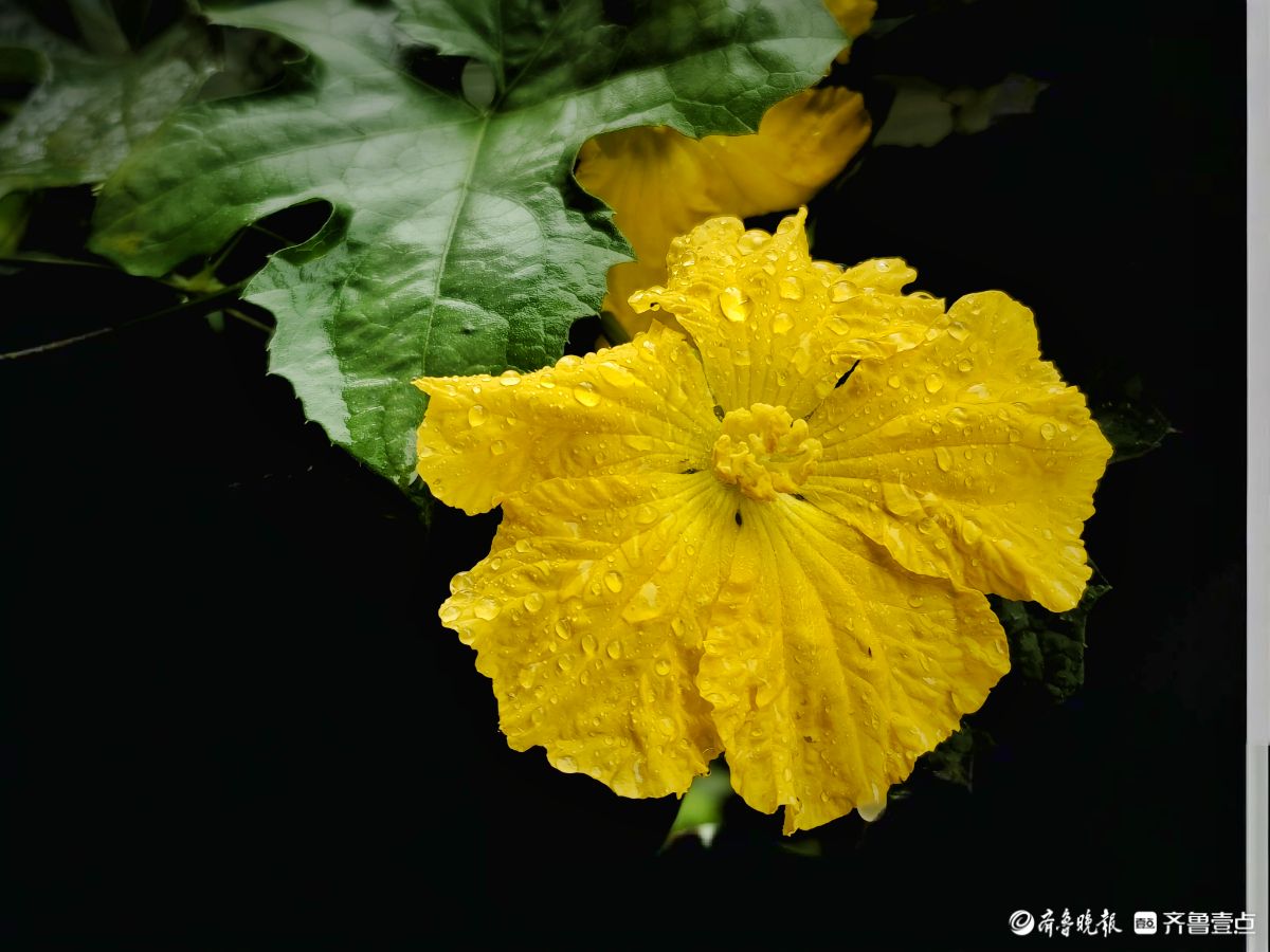 大雨过后的丝瓜花，金色花朵愈发靓丽