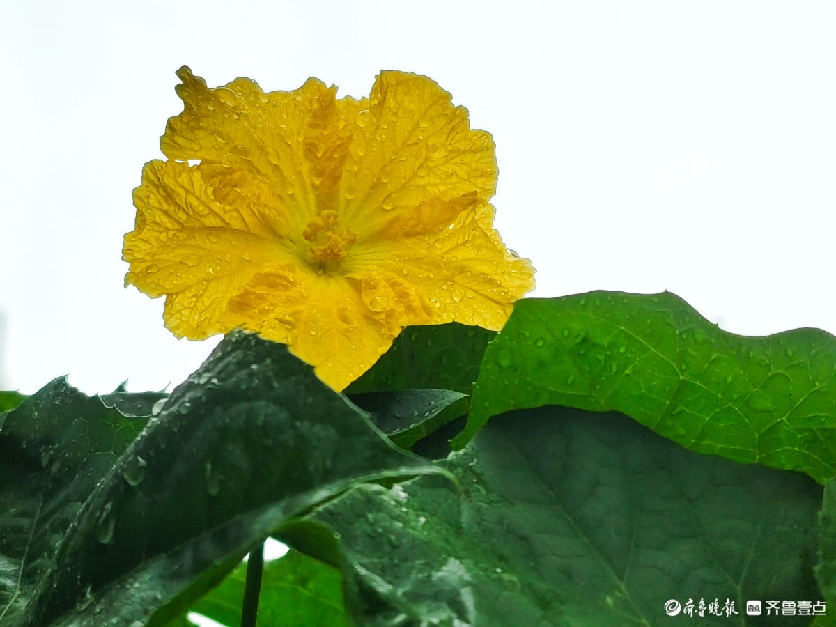 大雨过后的丝瓜花，金色花朵愈发靓丽