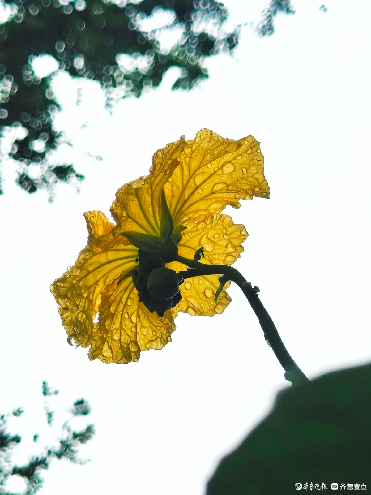 大雨过后的丝瓜花，金色花朵愈发靓丽