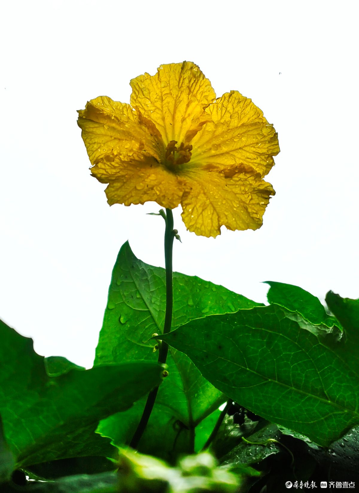 大雨过后的丝瓜花，金色花朵愈发靓丽