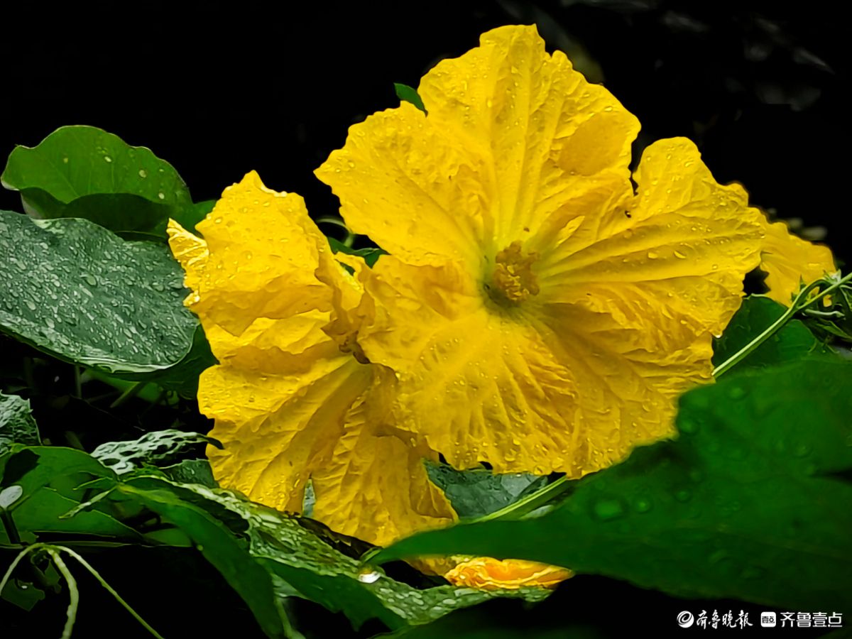 大雨过后的丝瓜花，金色花朵愈发靓丽