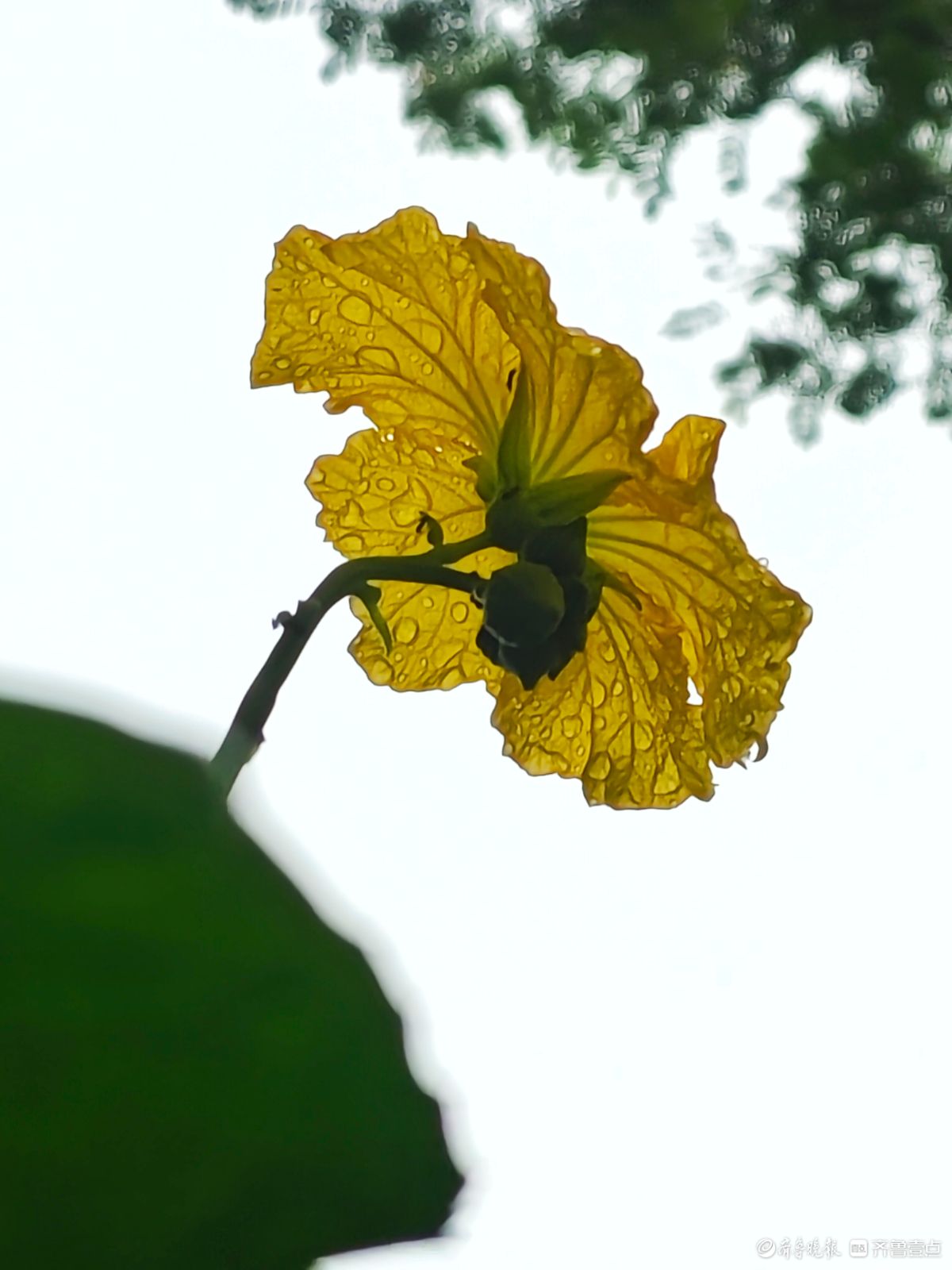 大雨过后的丝瓜花，金色花朵愈发靓丽